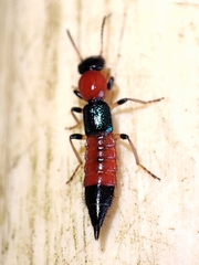 Paederus littoralis