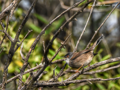 Curruca melanocephala