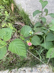 Lantana camara