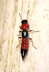 Paederus littoralis