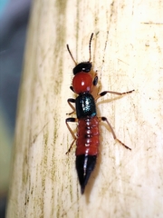 Paederus littoralis