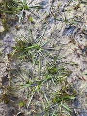 Plantago triandra