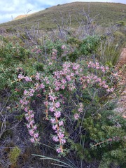 Hakea lissocarpha