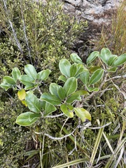 Brachyglottis elaeagnifolia