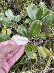 Brachyglottis elaeagnifolia