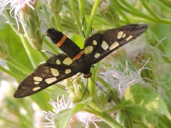 Amata cyssea
