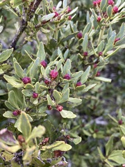 Phyllocladus alpinus