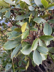 Pseudopanax colensoi