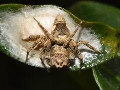 Hamataliwa