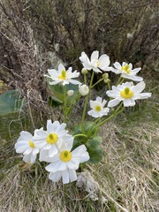 Ranunculus lyallii