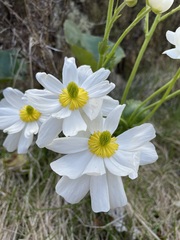 Ranunculus lyallii