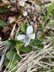 Viola cunninghamii