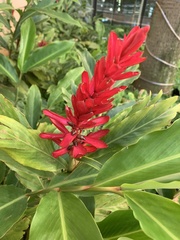 Alpinia purpurata