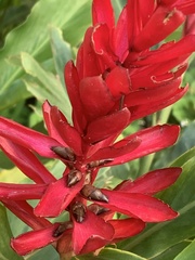 Alpinia purpurata