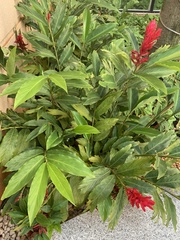Alpinia purpurata