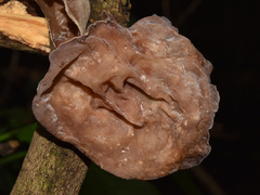 Auricularia auricula-judae