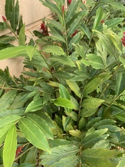 Alpinia purpurata