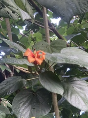 Hibiscus elatus