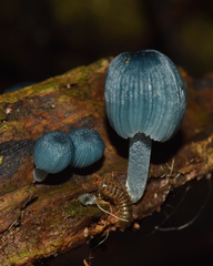 Mycena interrupta