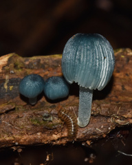 Mycena interrupta