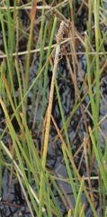 Eleocharis equisetoides