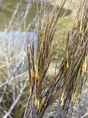 Dracophyllum