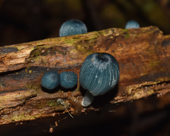Mycena interrupta