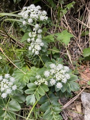 Gingidia montana