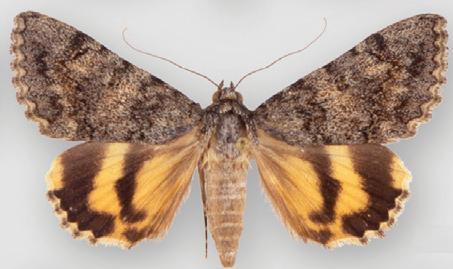 Benjamin's Underwing