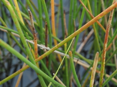 Eleocharis equisetoides