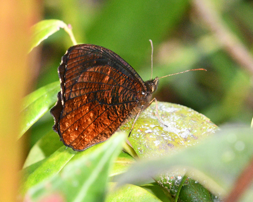 Pedaliodes tucca