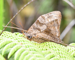 Corades medeba