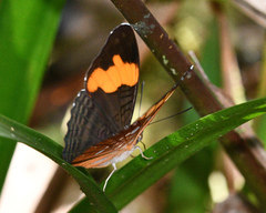 Adelpha irmina