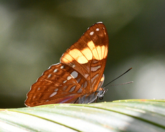 Adelpha irmina