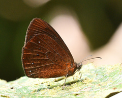 Lymanopoda panacea