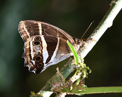 Parataygetis albinotata