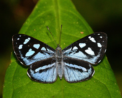Ithomiola callixena