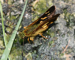 Dalla mesoxantha