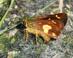 Dalla mesoxantha