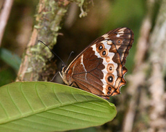 Oxeoschistus iphigenia