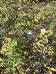 Symphoricarpos rotundifolius