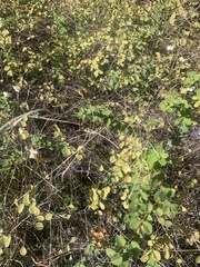 Symphoricarpos rotundifolius