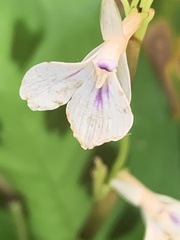 Maranta leuconeura