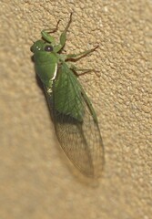 Glaucopsaltria viridis