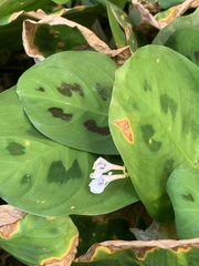 Maranta leuconeura