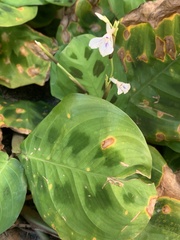 Maranta leuconeura