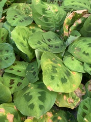 Maranta leuconeura