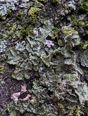 Melanohalea exasperatula