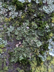 Melanohalea exasperatula