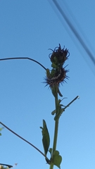 Dione vanillae